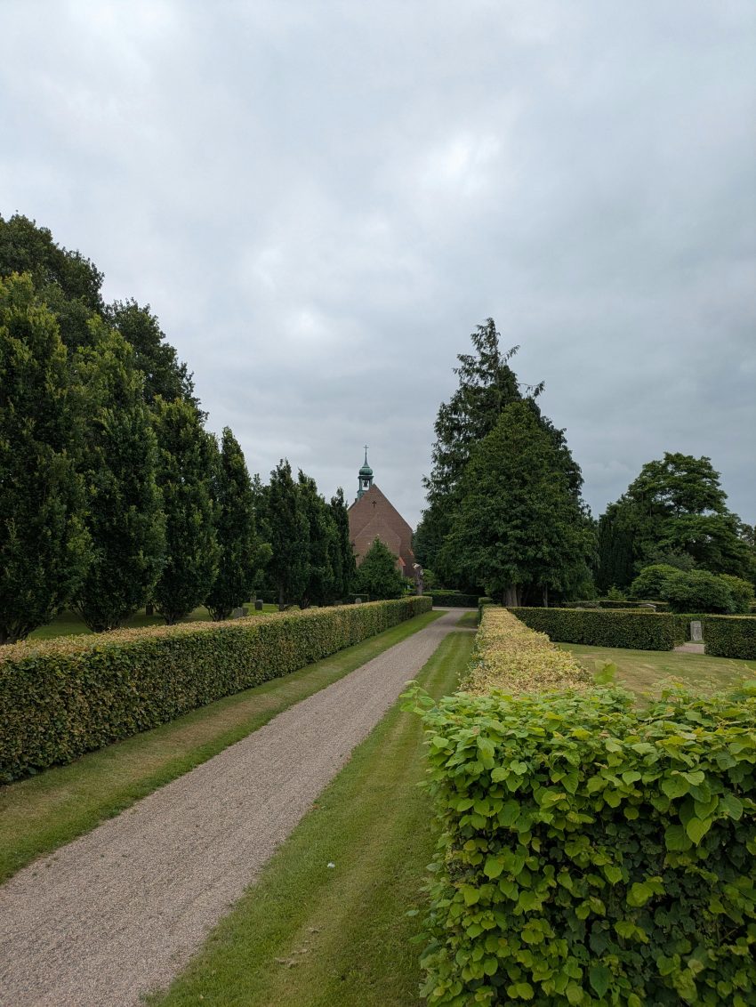 Zo plant je een beukenhaag stap voor stap